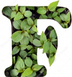 Красивая буква f английского алфавита из зеленых свежих листьев в трафарете  белой бумаги | Премиум Фото